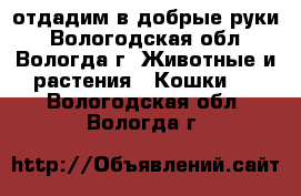 отдадим в добрые руки - Вологодская обл., Вологда г. Животные и растения » Кошки   . Вологодская обл.,Вологда г.